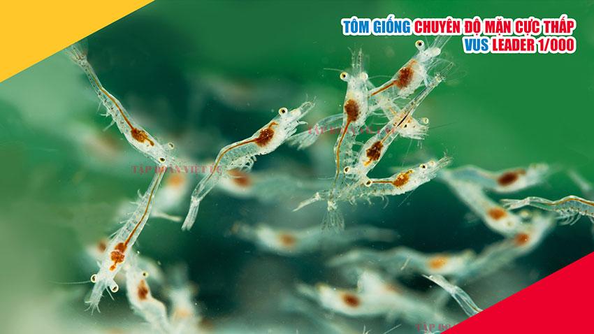 Khám phá các tính năng nổi bật của Jinfu Xingyun trong lĩnh vực giải trí trực tuyến